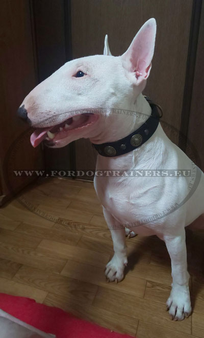 Leather Bull Terrier Collar Original