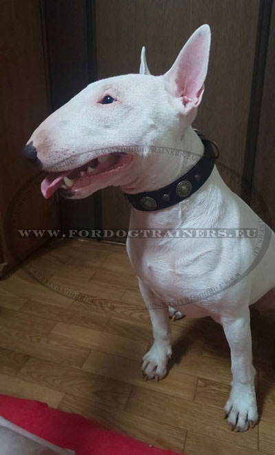 Bull Terrier con originale collare di cuoio