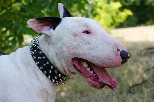 Englischer Bullterrier Halsband