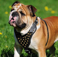 Hundegeschirr Leder mit Nieten besetztes fr Englische Bulldogg