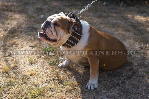 High-quality Handmade Bulldog Collar