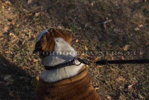 Leather Slip Collar for English Bulldog