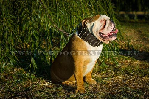 Super Wide Leather Bulldog Collar