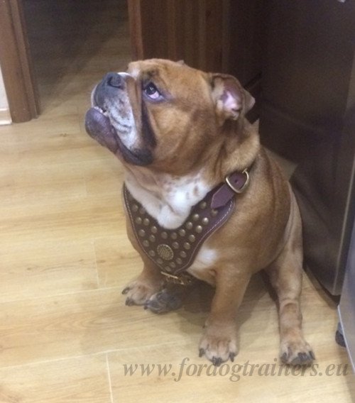 Leather Harness with Studs for Bulldog