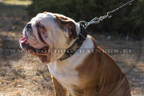 Leather Collar for English Bulldog with Nickeled Plates