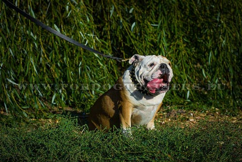 Bulldog Collar with Spikes