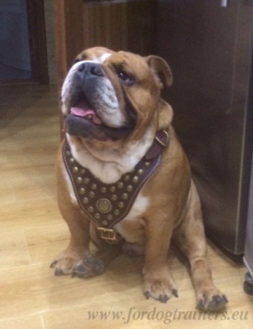 Bulldog Harness with Studs