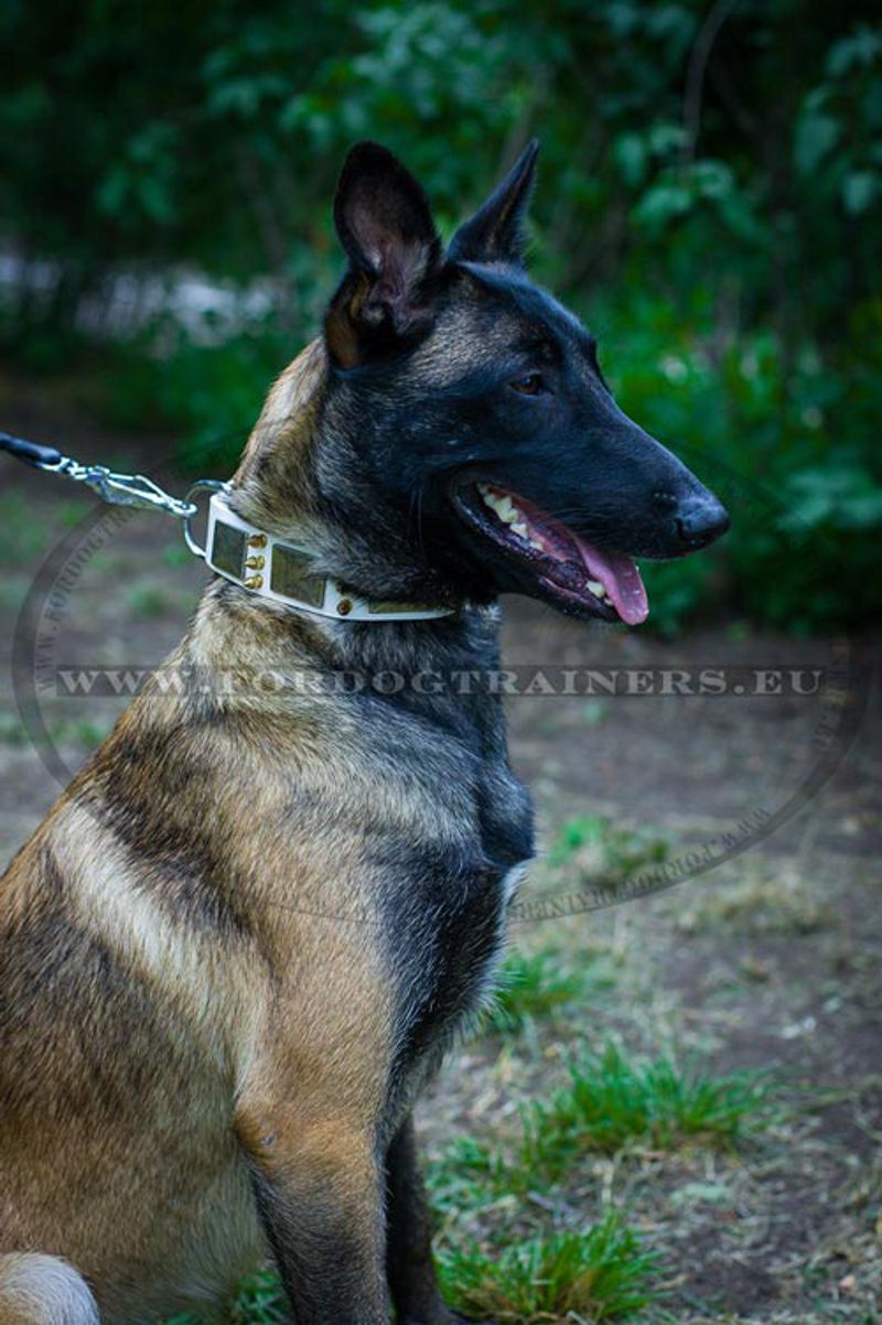 Scheinendes Lederhalsband luxus weiss fuer Malinois [C87W#1057 Collare in  cuoio con punte e piastre per Malinois] : K9 Hundegeschirre, Maulkoerbe und  Halsbaender mit Hundeleinen EU von Herstellern, Alles fuer Hundesport!