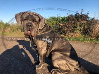 Dog Harness for a Mastiff Neapolitan