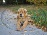 Leder Hundegeschirr mit Platten fr Tibetan Mastiff