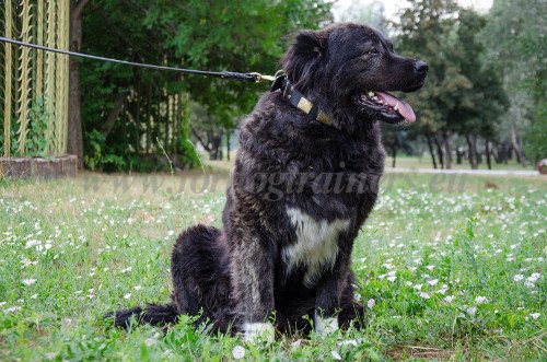 Decorated Leather Collar for Extra Big Dog