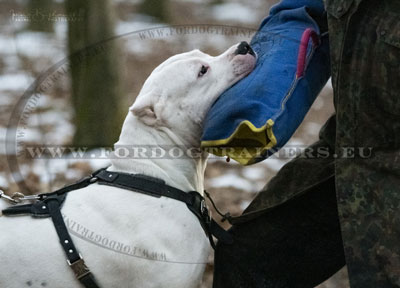 Padded Leather Dog Harness for Big Dog