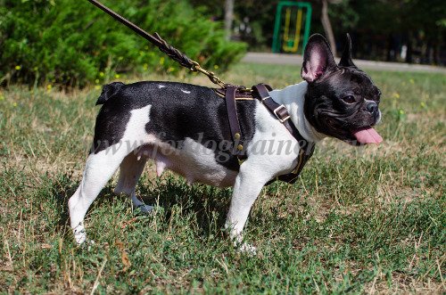 Adjustable Dog Harness with Quick Release