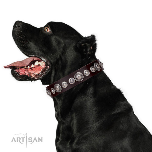 Luxury Dog Collar Leather for Cane Corso