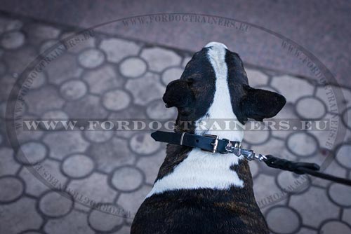 Strong Collar for Bull Terrier