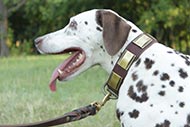 Leather Collar with Plates for Dogs