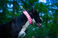 Pink Leather Dog Collar with Spikes Pink Leather Dog Collar with Spikes