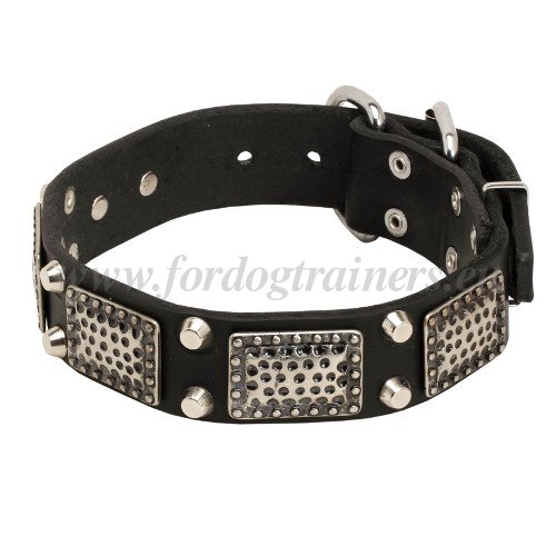 Custom Pet Collar