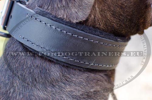 Felt-padded Leather Collar for Pitbull