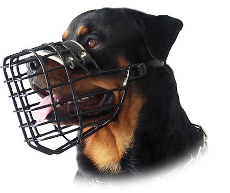 Rottweiler en museliere M10