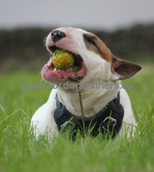 Jouet solide pour chien | Jouet incassable
            pour chien