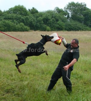 Formation professionnelle de chien | Formation de
            Dobermann