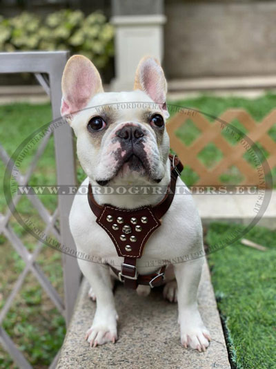 Leather Small Dog Harness for French Bulldog