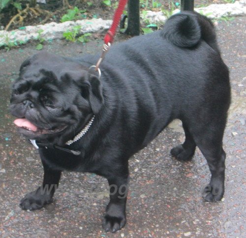 Black French Bulldog