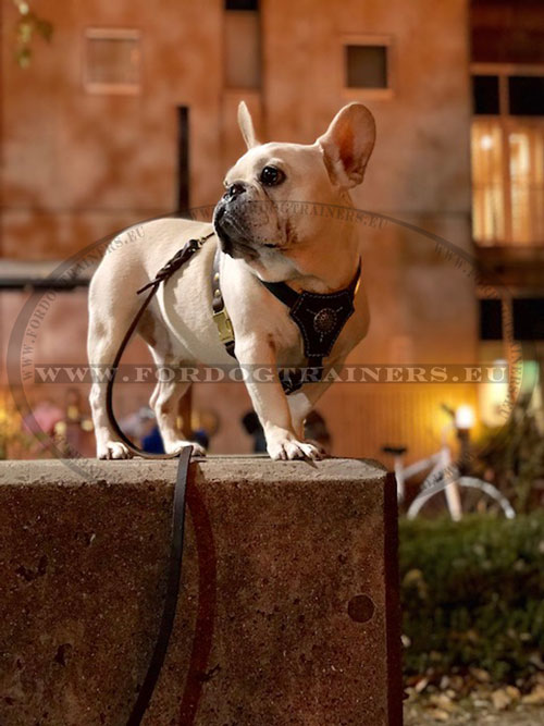 Decorated Leather Harness for Small Dogs