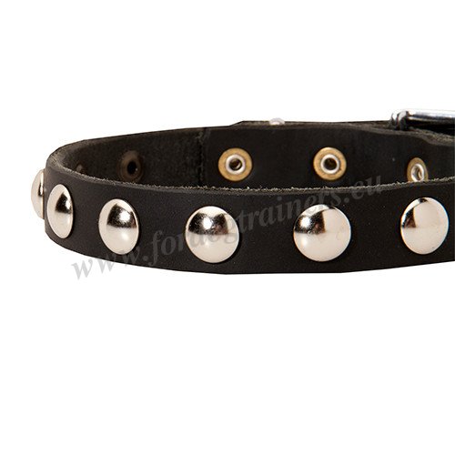 Studded Collar for Medium Dogs