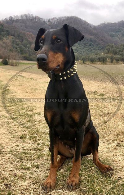Leather Dog Collar Doberman with Spikes