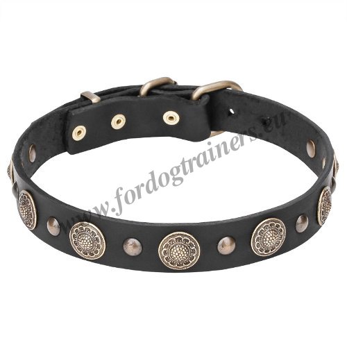 Decorative Leather Dog Collars Brass Studded