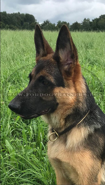 German Shepherd Choke Collar Handmade