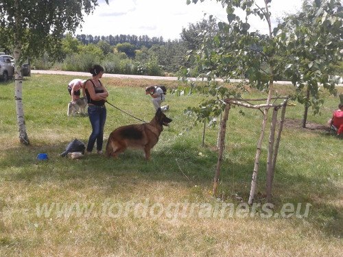 Berger Allemand en promenade