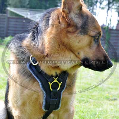Extra Large Dog Harness for German Shepherd On Dog