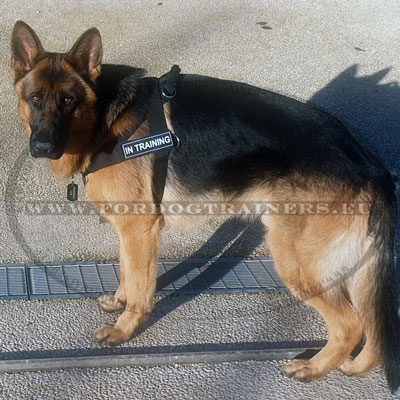 GSD Identification Harness for Daily Training