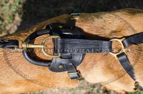 Leder Geschirr am Cane Corso H10