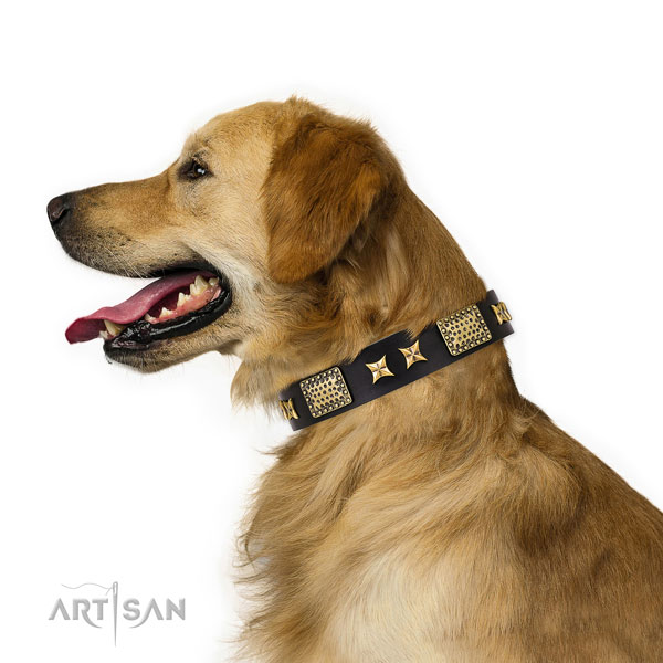 Studded Leather Dog Collar for Golden Retriever