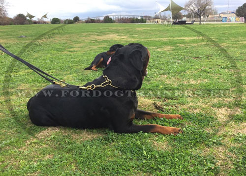 Extra Large Dog Chain Collar Brass
