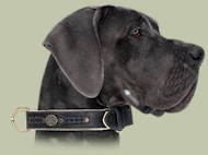 Walking
collar leather and metal for Great Dane