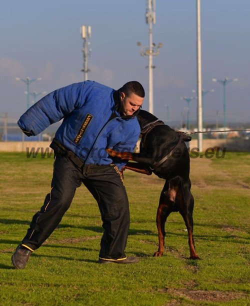 Hundetraining spezieller Anzug