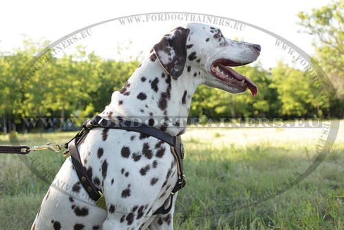 Hundegeschirr mit Schnellverschluss fuer Dalmatian