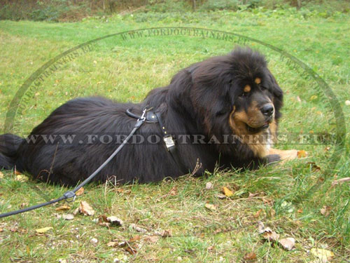 Padded Dog Harness Multifunctional for Tibetan Mastiff