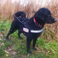 Labradoodle Nylon Dog Harness for Guide Dog Labradoodle Nylon Dog Harness for Guide Dog