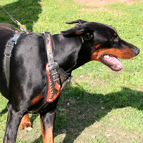Doberman wearing the painted harness