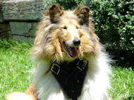 Bescherming Attack lederen harnas hond H1for Collie