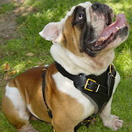 Englische Bulldogge Hundegeschirr aus Leder H1