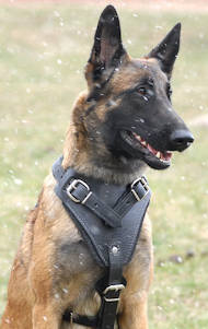 Leather Agitation Harness for Malinois