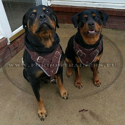 Buy xl Dog Harness Brown Leather