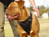 Protection/Attack Leather Dog Harness H1for Dogue de Bordeaux